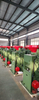 SB Rice Mill Machine, Economic rice mill, white rice mill, rice grader